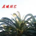 加拿利海枣
