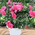 茶花