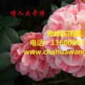 茶花