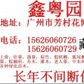 其他灌木 