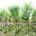 宫粉紫荆