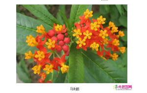 谁让马利筋成了“网红” 谁让马利筋成了“网红”