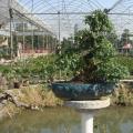 福建茶Carmona microphylla