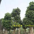 龙眼树