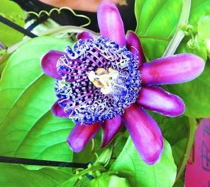 美洲热带花木“热情果”进北京（图）