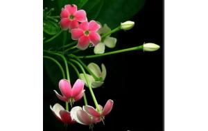 植物认知 | 这些植物最会爬墙，花墙、花窗、花海、花门选它们最适合了