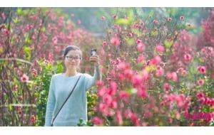 海北桃花源 今年花最靓