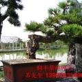 黑松