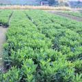 非洲茉莉