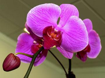 广东“今日景艺”蝴蝶兰新品达40个