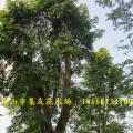 多杆多宝树