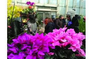 鞍山：市民扎堆购花迎年 鲜花价格涨三成