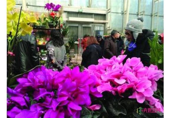 鞍山:市民扎堆购花迎年 鲜花价格涨三成 鞍山:市民扎堆购花迎年 鲜花价格涨三成