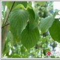喜树3米切杆移栽