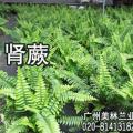 肾蕨