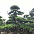 本地罗汉松