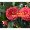 茶花