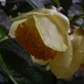 凹脉金花茶花