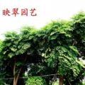 幌伞枫