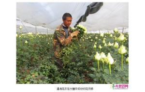 云南通海:花卉产业欣欣向荣 云南通海:花卉产业欣欣向荣