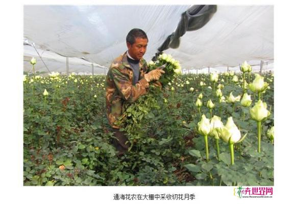 云南通海:花卉产业欣欣向荣 云南通海:花卉产业欣欣向荣