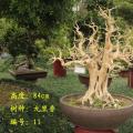 九里香盆景