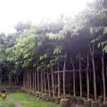 大花紫薇、大叶紫薇