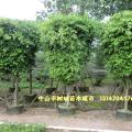 花叶垂榕