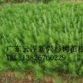 湿地松