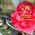茶花  午夜魔幻