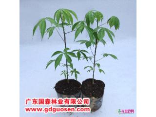 大腹木棉