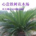 铁树