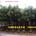 花叶富贵榕 花叶高山榕