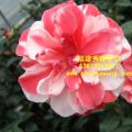 茶花  花迪斯