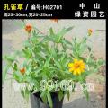 孔雀草