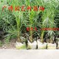 加拿利海枣