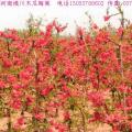 垂丝海棠,铅笔柏,河南桧柏,塔柏,蜀桧,铺地柏价格表