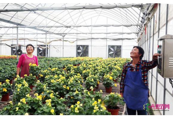 江苏东台: 花卉种植电气化助农增收