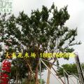 小叶紫薇