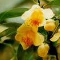 小果金花茶