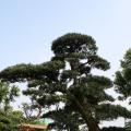 日本罗汉松