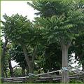 麻楝