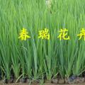 黄菖蒲