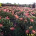 红花银桦球