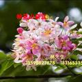 粉花山扁豆