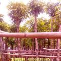 假苹婆