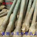 发财树