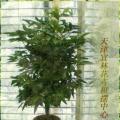 花卉租摆