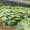 桉树