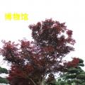 红枫